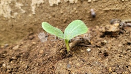 새싹, 식물, plant, 호박잎, 잎, 사진,이미지,일러스트,캘리그라피 - 픽미픽작가 크라우드픽 - 저작권 걱정 없는 상업용 이미지