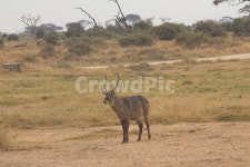 케냐, 아프리카, 자연, 고독, 사슴, 사진,이미지,일러스트,캘리그라피 - Nlawyeran21작가 크라우드픽 - 저작권 걱정 없는 상업용 이미지