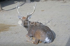꽃사슴, 사슴, 매화록, 멸종위기야생생물ⅰ급, 대륙사슴, 사진,이미지,일러스트,캘리그라피 - Deep bLUE작가 크라우드픽 - 저작권 걱정 없는... 