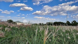 갈대밭, 숲, 공원, 바람, 가을, 사진,이미지,일러스트,캘리그라피 - 미래도시금희작가 크라우드픽 - 저작권 걱정 없는 상업용 이미지