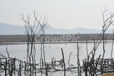 오리, 철새, 겨울철새, 겨울새, 낙동강철새, 사진,이미지,일러스트,캘리그라피 - 빌더작가 크라우드픽 - 저작권 걱정 없는 상업용 이미지