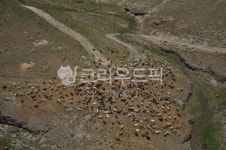 자연, 목초지, 소떼, 동물, 목장, 사진,이미지,일러스트,캘리그라피 - snugwood작가 크라우드픽 - 저작권 걱정 없는 상업용 이미지