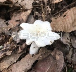 버섯, 하얀버섯, fungus, 진균류, 식물, 사진,이미지,일러스트,캘리그라피 - govlajd작가 크라우드픽 - 저작권 걱정 없는 상업용 이미지