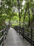 boardwalk, 산책로, bridge, 안산자락길, 산책, 사진,이미지,일러스트,캘리그라피 - Nghpark7533작가 크라우드픽 - 저작권 걱정 없는... 
