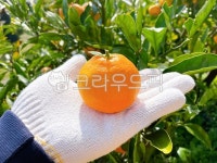 과일, fruit, 귤, tangerine, 주황색, 사진,이미지,일러스트,캘리그라피 - 쿨라임민트작가 크라우드픽 - 저작권 걱정 없는 상업용 이미지