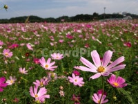 가을, 오죽헌, 코스모스, plant, 식물, 사진,이미지,일러스트,캘리그라피 - Nyoung2304작가 크라우드픽 - 저작권 걱정 없는 상업용 이미지