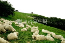 풍경, 양떼, 양떼목장, 자연, 목초지, 사진,이미지,일러스트,캘리그라피 - 어나더픽쳐작가 크라우드픽 - 저작권 걱정 없는 상업용 이미지