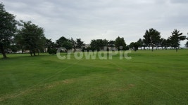 잔디, 골프, 자연, 하늘, 구름, 사진,이미지,일러스트,캘리그라피 - 우드가든작가 크라우드픽 - 저작권 걱정 없는 상업용 이미지