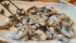 음식, 산낙지, 횟집, 해물, 낙지, 사진,이미지,일러스트,캘리그라피 - manziskill작가 크라우드픽 - 저작권 걱정 없는 상업용 이미지