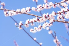 벚꽃, 봄, 나무, 샤방, 꽃, 사진,이미지,일러스트,캘리그라피 - 조남생작가 크라우드픽 - 저작권 걱정 없는 상업용 이미지