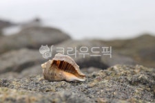 소라, 껍질, 돌, 바다, seashell, 사진,이미지,일러스트,캘리그라피 - twentieshood작가 크라우드픽 - 저작권 걱정 없는 상업용 이미지