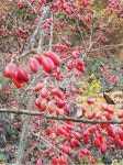 자연, nature, plant, 식물, 열매, 사진,이미지,일러스트,캘리그라피 - 꿈꾸는 북지기작가 크라우드픽 - 저작권 걱정 없는 상업용 이미지