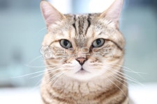 cat, 고양이, 애완동물, pet, 동물, 사진,이미지,일러스트,캘리그라피 - ggems1783작가 크라우드픽 - 저작권 걱정 없는 상업용 이미지