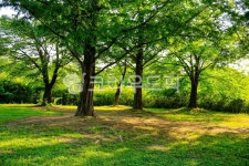 호수공원, 공원, 숲, 옥외, 자연, 사진,이미지,일러스트,캘리그라피 - imlover작가 크라우드픽 - 저작권 걱정 없는 상업용 이미지