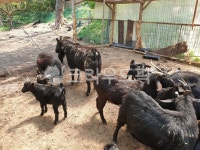 염소, 흑염소, 우리, 동물, 염소떼, 사진,이미지,일러스트,캘리그라피 - Nrevolytion작가 크라우드픽 - 저작권 걱정 없는 상업용 이미지