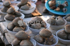 clam, 대합, 해양생물, 조개, 시장, 사진,이미지,일러스트,캘리그라피 - 빌봇작가 크라우드픽 - 저작권 걱정 없는 상업용 이미지