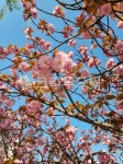 flower, 꽃, petal, 꽃잎, cherryblossom, 사진,이미지,일러스트,캘리그라피 - 쏘쿨쏘영작가 크라우드픽 - 저작권 걱정 없는 상업용 이미지