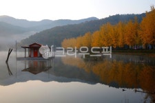 단풍, 은행나무, 자연, 물, 저수지, 사진,이미지,일러스트,캘리그라피 - 태광 최작가 크라우드픽 - 저작권 걱정 없는 상업용 이미지