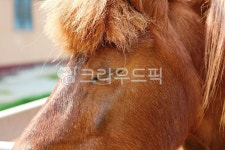팜랜드, 말, 목장, 동물, 말목장, 사진,이미지,일러스트,캘리그라피 - 함께사는세상작가 크라우드픽 - 저작권 걱정 없는 상업용 이미지