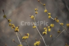 꽃, 생강나무, 식물, 봄, japanesespicebush, 사진,이미지,일러스트,캘리그라피 - 산사람작가 크라우드픽 - 저작권 걱정 없는 상업용 이미지
