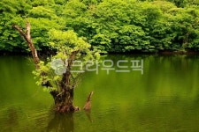 주산지, 청송, 경북청송, 호수, 연못, 사진,이미지,일러스트,캘리그라피 - 고운경작가 크라우드픽 - 저작권 걱정 없는 상업용 이미지