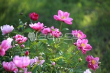 순천만국가정원1호, 테마공원, 자연생태공원, 자연, 옥외, 사진,이미지,일러스트,캘리그라피 - pandora4077작가 크라우드픽 - 저작권 걱정... 