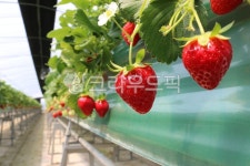 strawberry, 딸기, plant, 식물, fruit, 사진,이미지,일러스트,캘리그라피 - 게울박쥐작가 크라우드픽 - 저작권 걱정 없는 상업용 이미지