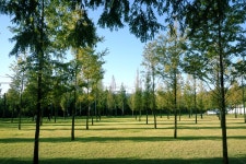 가을, 가을나무, 가을공원, 파란하늘, tree, 사진,이미지,일러스트,캘리그라피 - Ngosoft작가 크라우드픽 - 저작권 걱정 없는 상업용 이미지