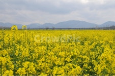 창녕, 남지, 유채꽃, 축제, 낙동강, 사진,이미지,일러스트,캘리그라피 - 자연사랑작가 크라우드픽 - 저작권 걱정 없는 상업용 이미지