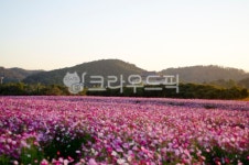 들판, flower, 농장, 경관, red, 사진,이미지,일러스트,캘리그라피 - 순풍작가 크라우드픽 - 저작권 걱정 없는 상업용 이미지