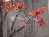 leaf, 잎, tree, 나무, maple, 사진,이미지,일러스트,캘리그라피 - 영수길작가 크라우드픽 - 저작권 걱정 없는 상업용 이미지
