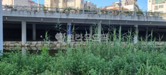 풀숲, grassthicket, grassland, road, 도로, 사진,이미지,일러스트,캘리그라피 - g5684작가 크라우드픽 - 저작권 걱정 없는 상업용 이미지