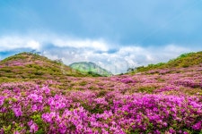 황매산, 철죽, 꽃, 봄, 산, 사진,이미지,일러스트,캘리그라피 - 사진속으로작가 크라우드픽 - 저작권 걱정 없는 상업용 이미지