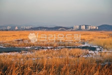 일몰, 갯골생태공원, 목초지, 자연, 옥외, 사진,이미지,일러스트,캘리그라피 - Deep bLUE작가 크라우드픽 - 저작권 걱정 없는 상업용 이미지