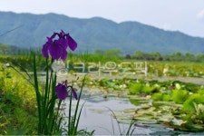 꽃, 꽃창포, 창포, 연못, flower, 사진,이미지,일러스트,캘리그라피 - 산고수장작가 크라우드픽 - 저작권 걱정 없는 상업용 이미지