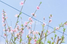 꽃, 봄, 하늘, 풍경, 나뭇잎, 사진,이미지,일러스트,캘리그라피 - 도담작가 크라우드픽 - 저작권 걱정 없는 상업용 이미지