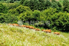 animal, 농장, 목장, 풀, 자연, 사진,이미지,일러스트,캘리그라피 - hyunwoo작가 크라우드픽 - 저작권 걱정 없는 상업용 이미지