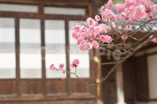 홍매화, 꽃, 자연, 한옥, 나무, 사진,이미지,일러스트,캘리그라피 - 별남별녀작가 크라우드픽 - 저작권 걱정 없는 상업용 이미지