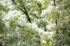 이팝나무꽃, 이팝나무, 꽃, 자연, flower, 사진,이미지,일러스트,캘리그라피 - 우린또작가 크라우드픽 - 저작권 걱정 없는 상업용 이미지