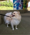 강아지, 개, 나들이, 산책, 반려견, 사진,이미지,일러스트,캘리그라피 - 뭉치아빠작가 크라우드픽 - 저작권 걱정 없는 상업용 이미지