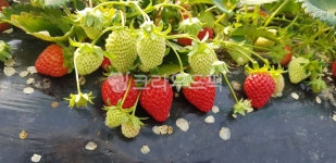 딸기, 딸기밭, 딸기농장, 밭, 안익은딸기, 사진,이미지,일러스트,캘리그라피 - 앨리작가 크라우드픽 - 저작권 걱정 없는 상업용 이미지