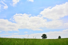 목장길, 호밀밭, 밀밭, 오솔길, 들판, 사진,이미지,일러스트,캘리그라피 - space작가 크라우드픽 - 저작권 걱정 없는 상업용 이미지