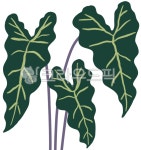 leaves, leaf, 이파리, 잎사귀, 풀잎, 사진,이미지,일러스트,캘리그라피 - jpang0915작가 크라우드픽 - 저작권 걱정 없는 상업용 이미지
