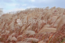 들판, 갈대, 갈대숲, 해오름길, 제주도, 사진,이미지,일러스트,캘리그라피 - 산토스작가 크라우드픽 - 저작권 걱정 없는 상업용 이미지