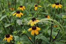 야생화, 루드베키아, 원추천인국, 노랑색꽃, 여름꽃, 사진,이미지,일러스트,캘리그라피 - 민물장어작가 크라우드픽 - 저작권 걱정 없는 상업용 이미지