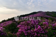 flower, plant, 식물, blossom, 꽃, 사진,이미지,일러스트,캘리그라피 - 영산공작가 크라우드픽 - 저작권 걱정 없는 상업용 이미지