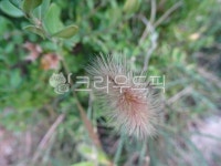 공원, 원신근린공원, 나무, tree, 나무줄기, 사진,이미지,일러스트,캘리그라피 - 엔엔디작가 크라우드픽 - 저작권 걱정 없는 상업용 이미지
