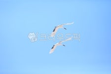 두루미, 학, 천연기념물, 비상, 자연, 사진,이미지,일러스트,캘리그라피 - 제이티에스작가 크라우드픽 - 저작권 걱정 없는 상업용 이미지