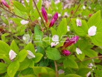 철쭉, flower, 꽃, 꽃잎, 꽃봉우리, 사진,이미지,일러스트,캘리그라피 - Julie24작가 크라우드픽 - 저작권 걱정 없는 상업용 이미지