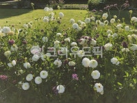 꽃, 식물, 봄, 정원, 하얀꽃, 사진,이미지,일러스트,캘리그라피 - Doekji작가 크라우드픽 - 저작권 걱정 없는 상업용 이미지